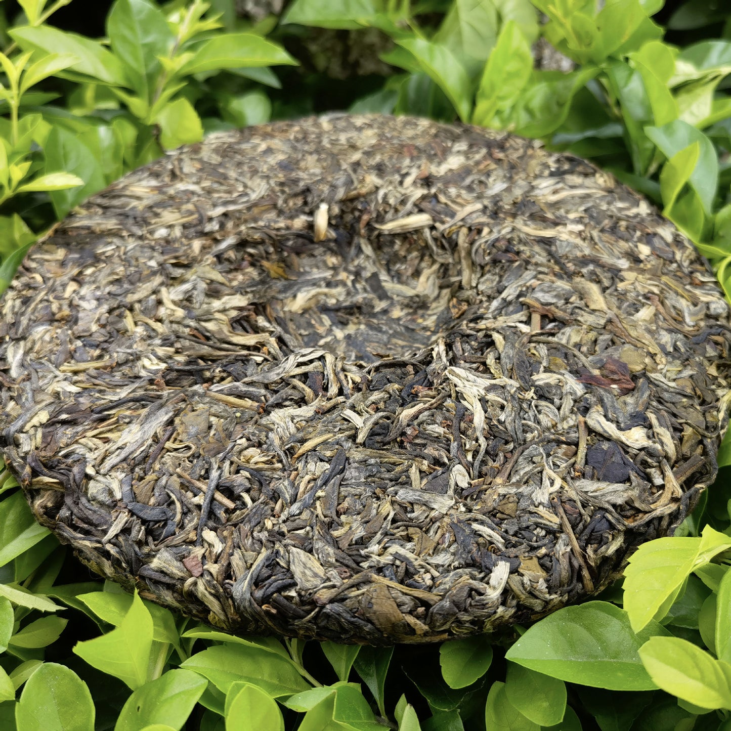 Xigui raw pu-erh tea cake displayed on natural green foliage — Lincang Chinese sheng puerh, sunlit mountain environment, wild forest character
