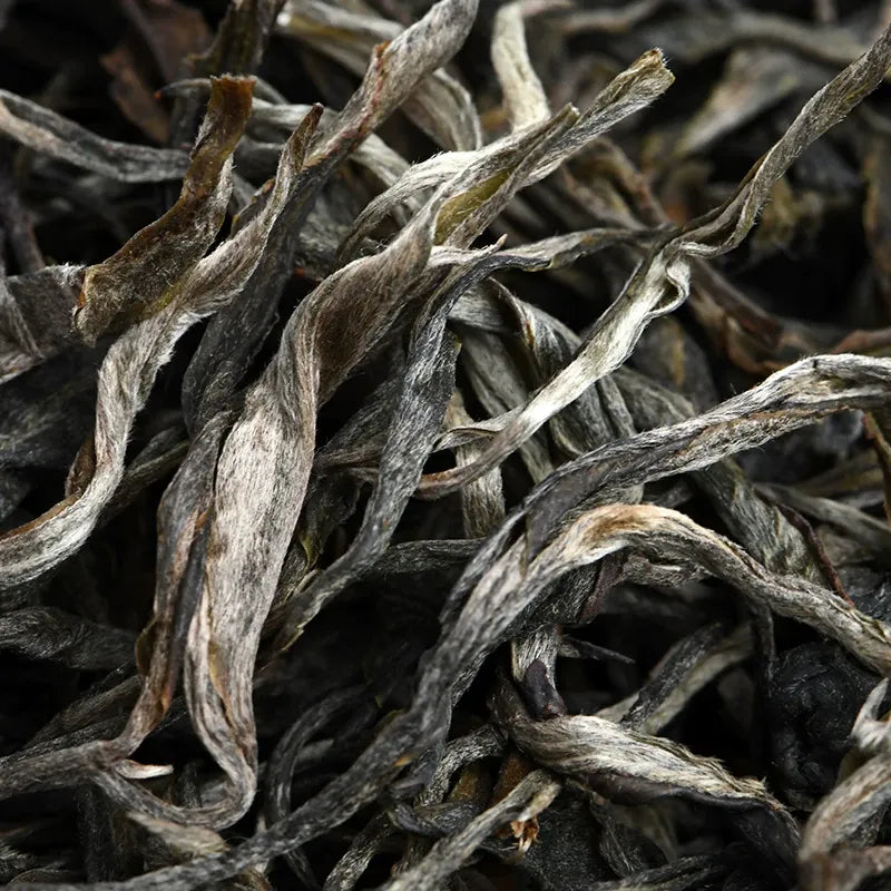 Close-up of dry Yibang raw pu-erh tea leaves showing twisted strips with silver-white tips — medium-small leaf varietal from Yunnan's Six Famous Tea Mountains, spring 2025